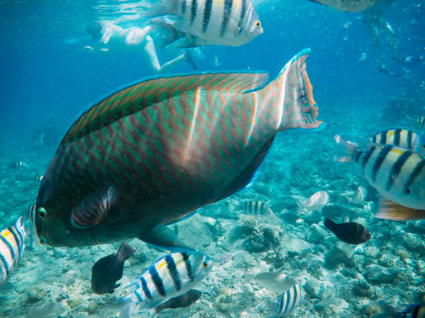 istock Underwater coral reef in red sea 962146908