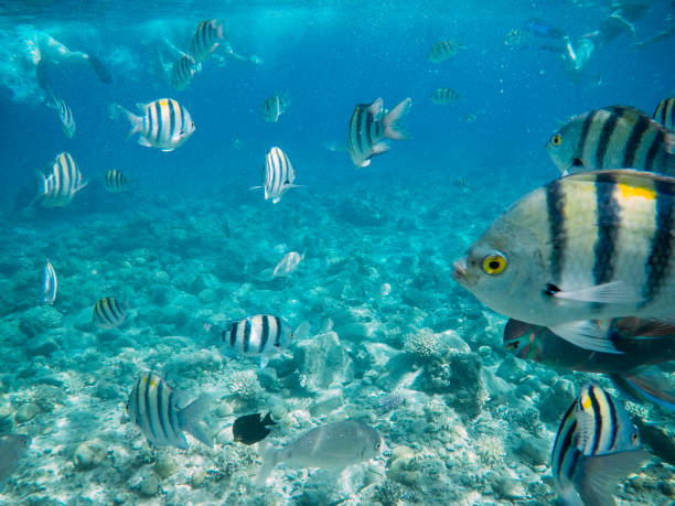 istock Underwater coral reef in red sea 962147048