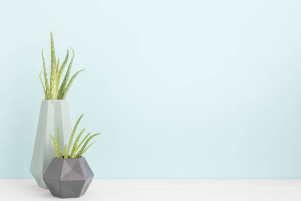 istock Plant on a shelf with pastel blue wall mock up. 962147448