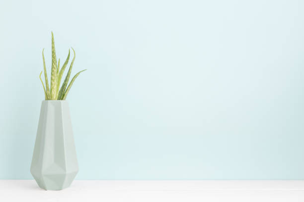 istock Plant on a shelf with pastel blue wall mock up. 962147454