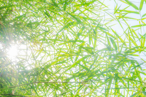 istock beautiful green palms at beuatiful shiny white background 962147546