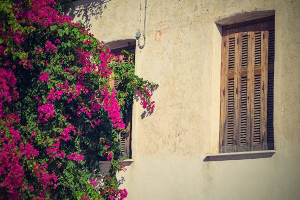 istock bush with flowers and the window is closed by a sun blind 962150700