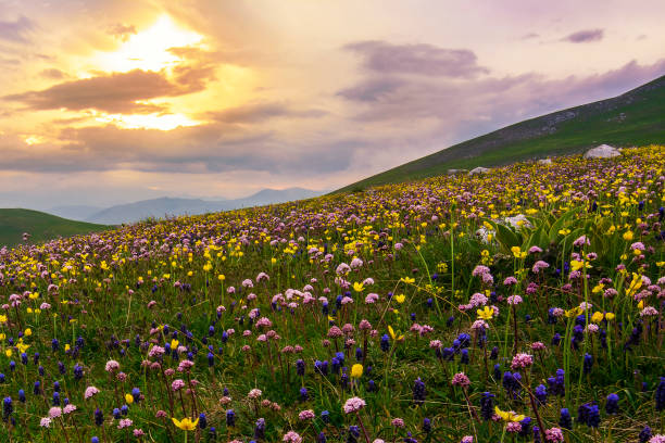 山から花のフィールド - mountain sunset heaven flower ストックフォトと画像