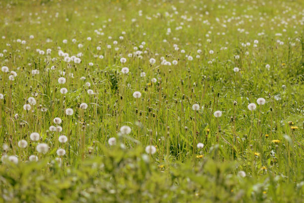 istock Summer meadow covered with flowers of dandelion 962152254
