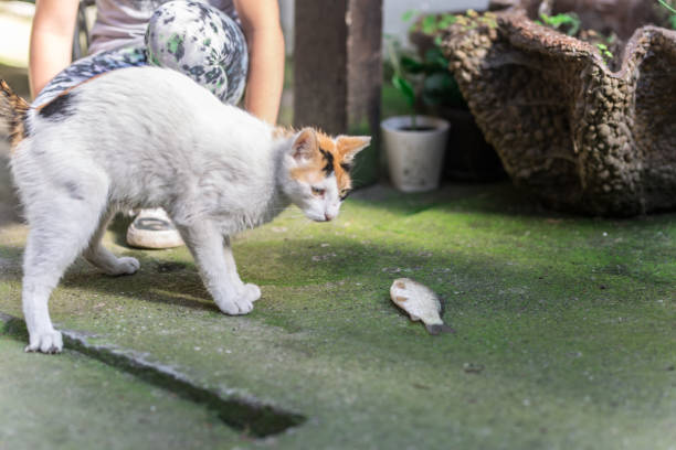 istock Kids feeding a cat with a fish in backyard 962152392