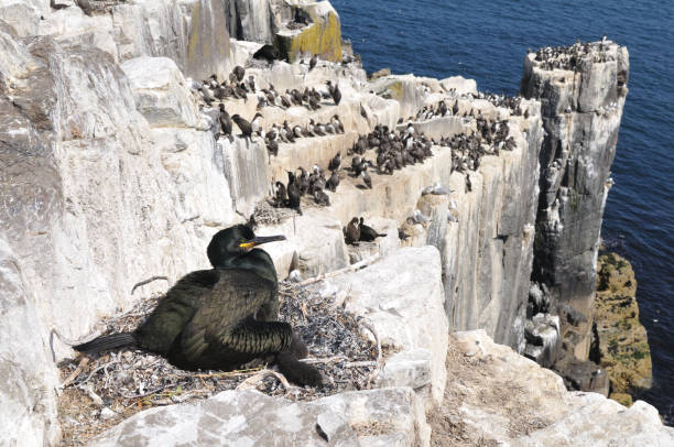 istock European shag or common shag (Phalacrocorax aristotelis) 962155568