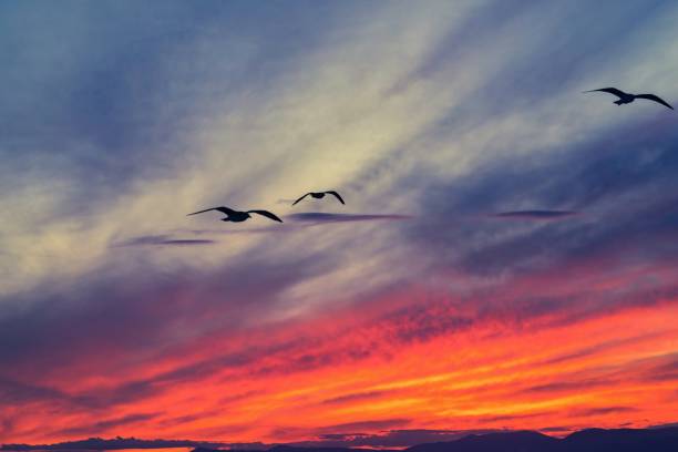 istock seagulls in the night sky on a sunset 962157648