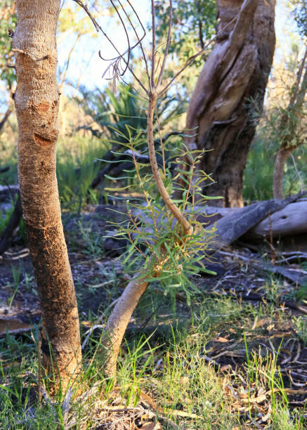 Banksia regeneration after a fire stock photo