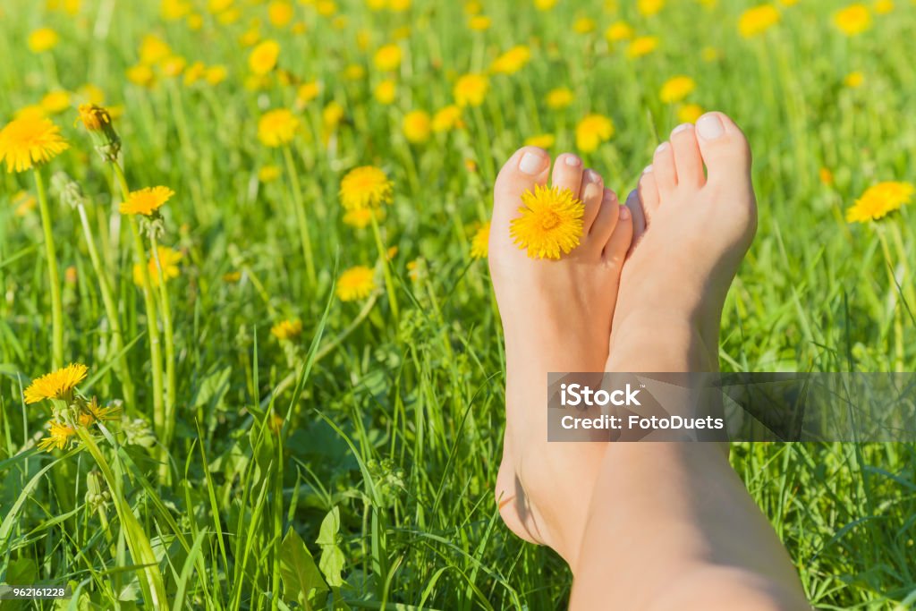 Jeune femme aux pieds nus, se détendre sur l’herbe verte avec pissenlit jaune entre les orteils dans la journée de printemps ensoleillée. Moment de repos. Mode de vie sain. Fleurs fraîches, fleurs dans la Prairie. - Photo de Pied libre de droits