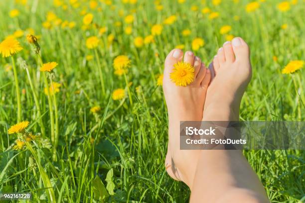 Young Womans Barefoot Relaxing On The Green Grass With Yellow Dandelion Between Toes In Sunny Spring Day Restful Moment Healthy Lifestyle Fresh Blooming Flowers In Meadow Stock Photo - Download Image Now