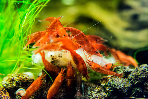 the Maja squinado or Maia squinado is a species of crustacean decapod of the Brachyura infraorder, known in Spanish as crab, crab or European crab. It is a large migratory crab.
