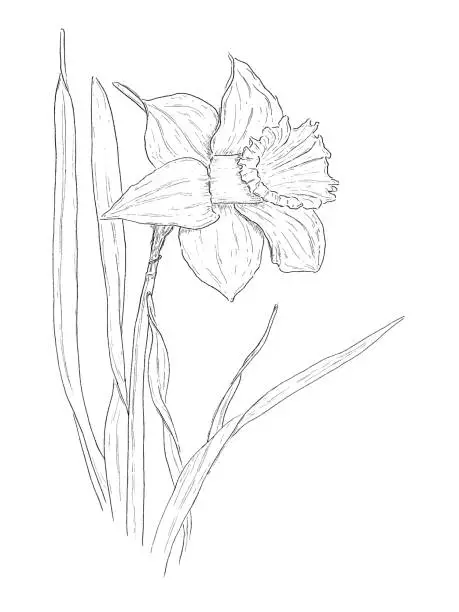 Ink hand drawn iris with leaves
