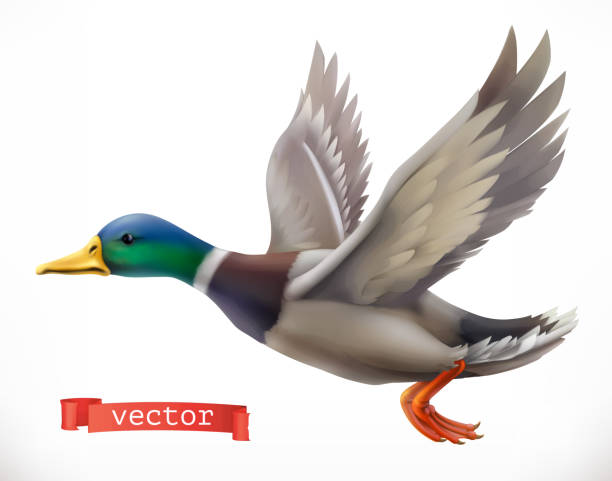 Duck. Hunting 3d vector icon Duck. Hunting 3d vector icon mallard duck stock illustrations