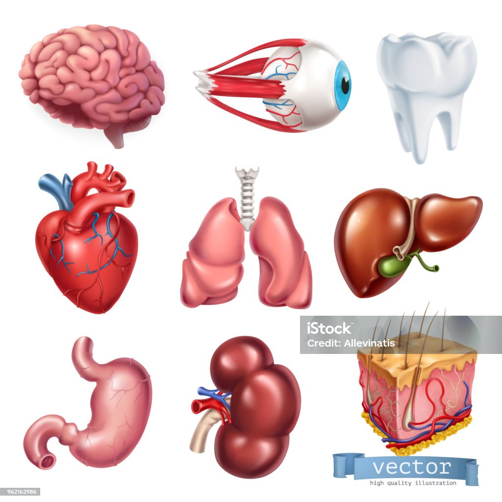 Corazón humano, cerebro, ojo, dientes, pulmones, hígado, estómago, riñón, piel. Medicina, órganos internos. conjunto de iconos vectoriales 3D - arte vectorial de Tridimensional libre de derechos