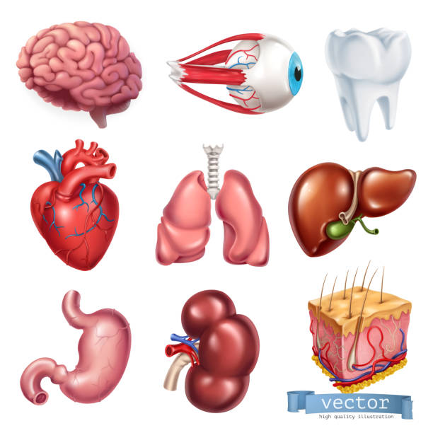 ilustrações, clipart, desenhos animados e ícones de coração humano, cérebro, olhos, dentes, pulmões, fígado, estômago, rim, pele. medicina, órgãos internos. 3d icon set vector - órgão interno humano