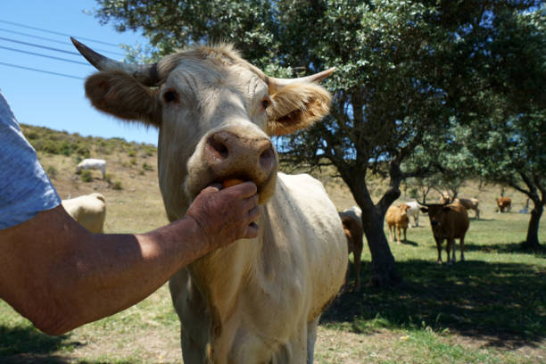 istock Tame cow in Portugal 962163580