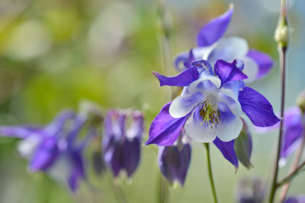 istock beautiful blue columbine 962163872