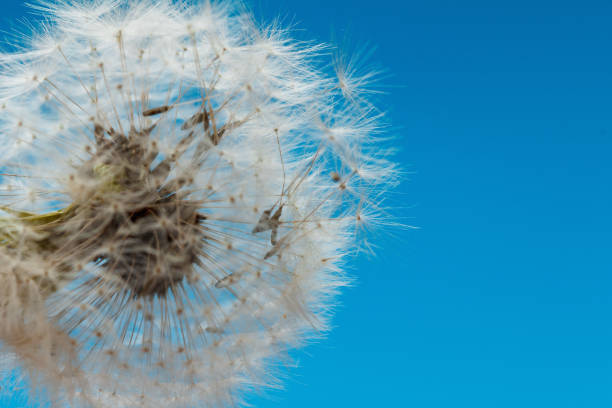 istock Dandelion on blue sky closeup, summaer or spring 962166470