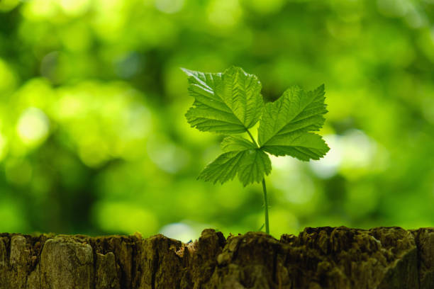 istock New Life concept with seedling growing sprout tree. Business development symbol idea. 962167132