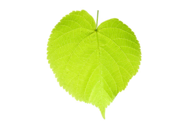 istock Creative green layout made of leaf macro. Flat lay concept isolated on white 962167404
