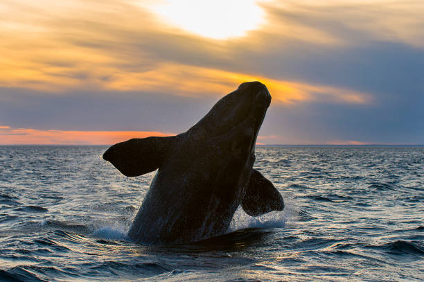 istock Whale in Patagonia 962167728