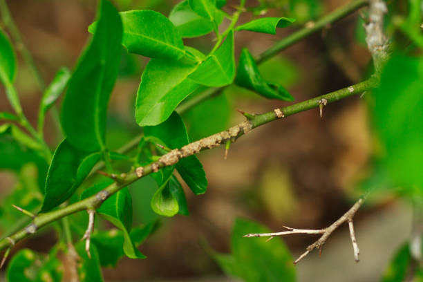 istock damage marked of citrus leafminer insect pest on lime lea branchf 962167824