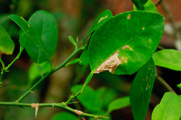 istock lemon citrus canker disease causes by Xanthomonas axonopodis bacteria fruit lime 962167854