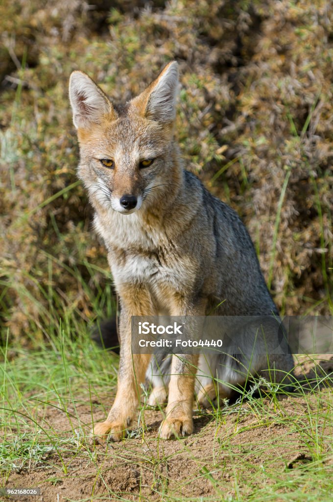 Pampas Grey Fox Stock Photo - Download Image Now - Fox, Patagonia -  Argentina, Pampas - iStock