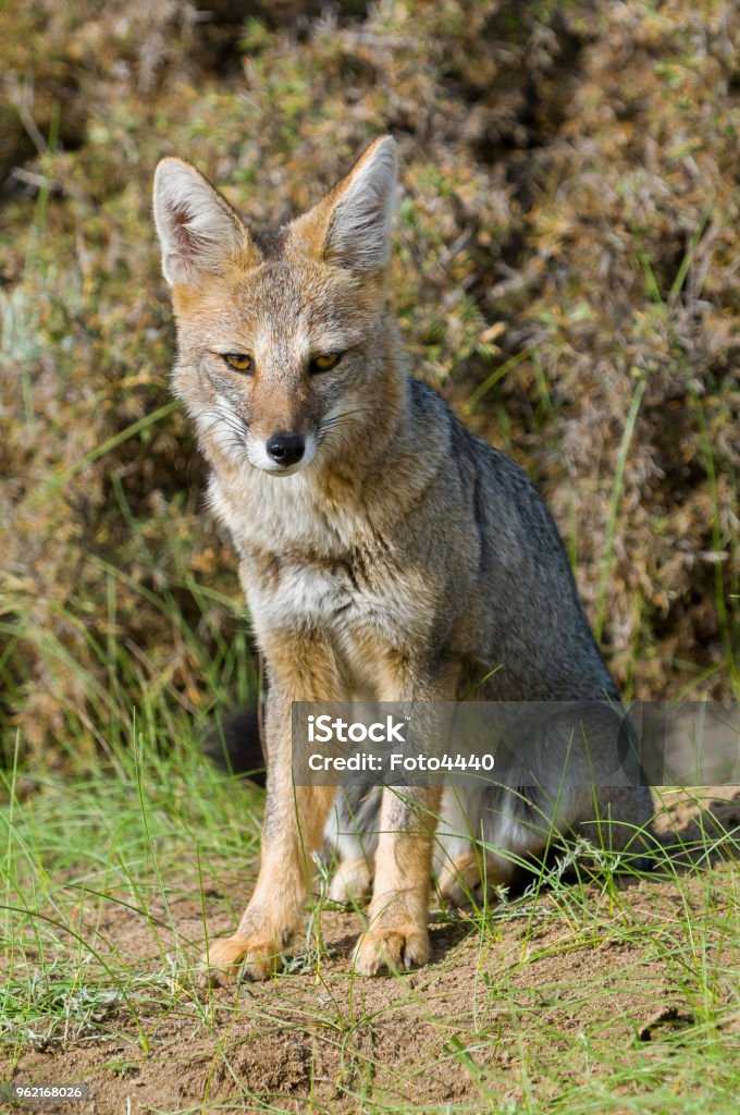 Pampas Grey Fox Stock Photo - Download Image Now - Fox, Patagonia - Argentina, Pampas - iStock Pampas Grey Fox Stock Photo - Download Image Now - Fox, Patagonia - Argentina, Pampas - iStock
