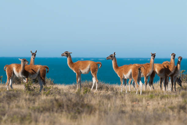 Guanaco, Patagonia Argentina