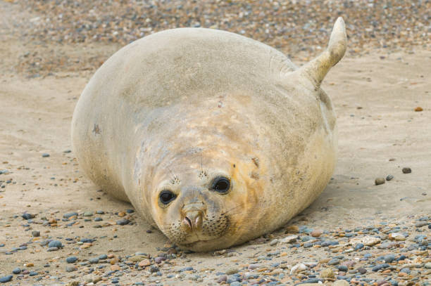 istock Elephant seal in Patagonia 962170382