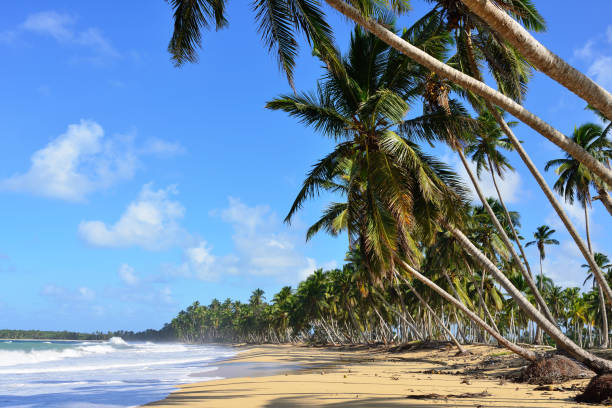 istock Limon beach in Dominican Republic 962170624