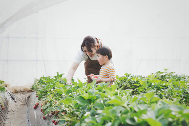 istock Mother and son harvesting strawberries 962172944