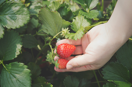 A hand of woman harvesting strawberries.