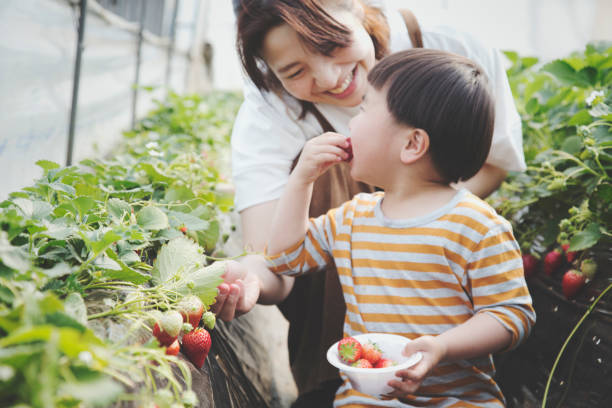 Mother and son harvesting strawberries An asian mother and son harvesting strawberries in a plastic greenhouse. candid bonding connection togetherness stock pictures, royalty-free photos & images