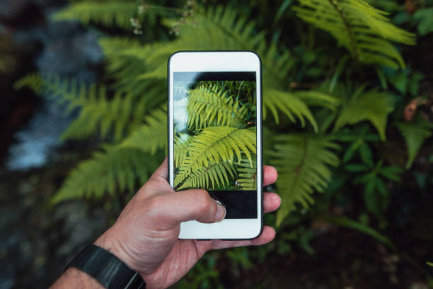 Taking a picture of ferns