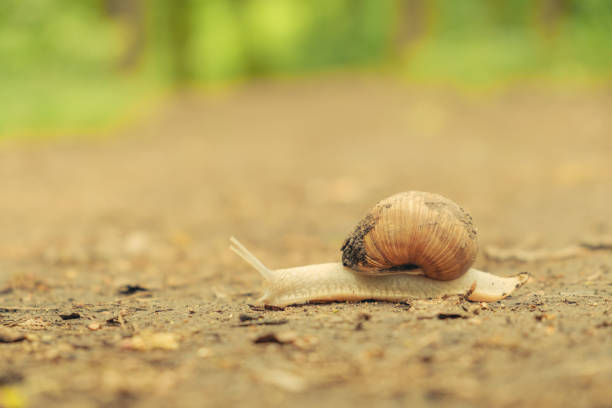 istock Large snail along ground cover. 962173712