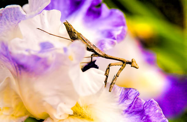 istock Praying Mantis on Large Purple and White Iris Flower 962177360