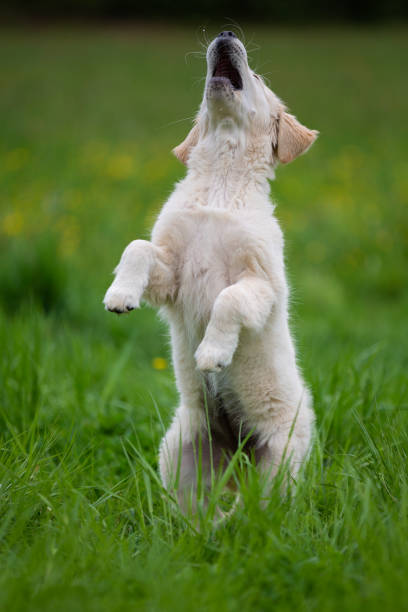istock Golden retriever puppy in the grass 962177518
