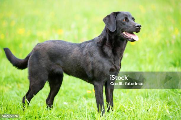 Black Labrador Retriever On The Grass Stock Photo - Download Image Now - Labrador Retriever, Retriever, Animal