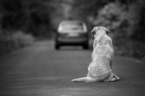 Abandoned dog on the road stock photo