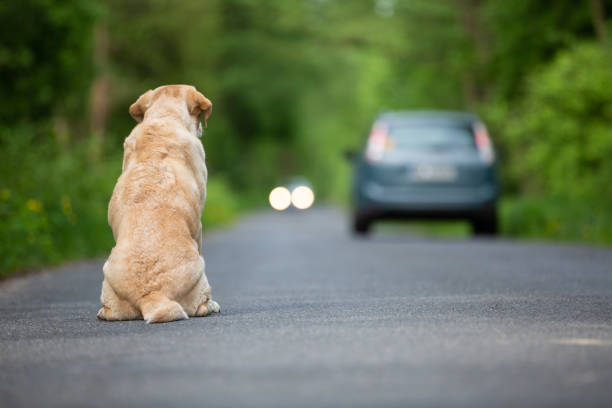 istock Abandoned dog on the road 962177592