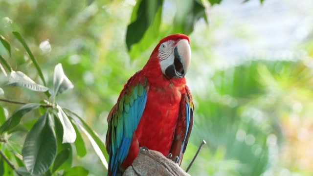 4K Parrot Macaw on the tree