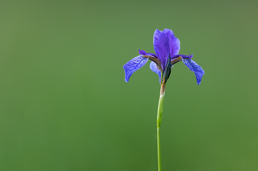 Close-up of an Iris sibirica (commonly known as Siberian iris or Siberian flag)