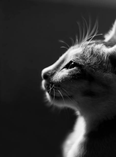 istock Portrait of a cat 962180520