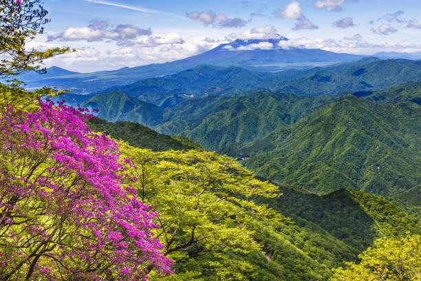 istock Fresh green and Mt. Fuji 962185140