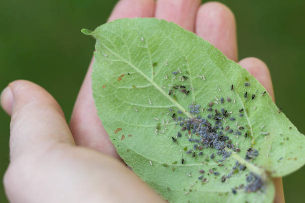 istock Rosy apple aphids on the inside of the leaf.Agricultural pest 962185296