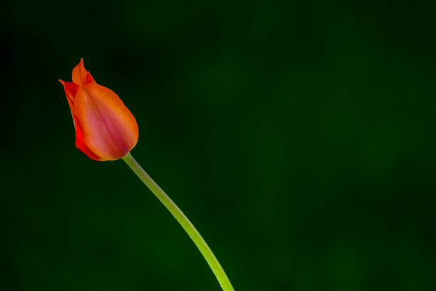 istock One tulip in the middle of a green field 962187766