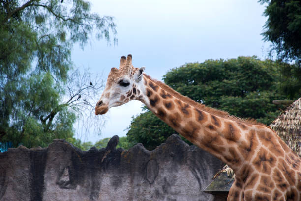 A giraffe expresses his feelings by sticking out his huge tongue