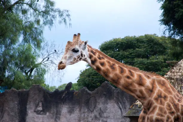 One giraffe under the rain safari auto park. Giraffa camelopardalis